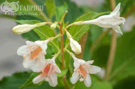 саженцы Вейгела цветущая Candida