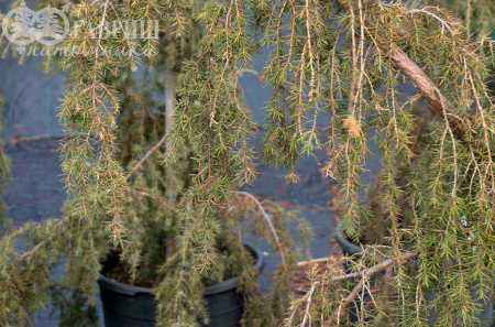 Купить можжевельник обыкновенный horstmann деревья и растения