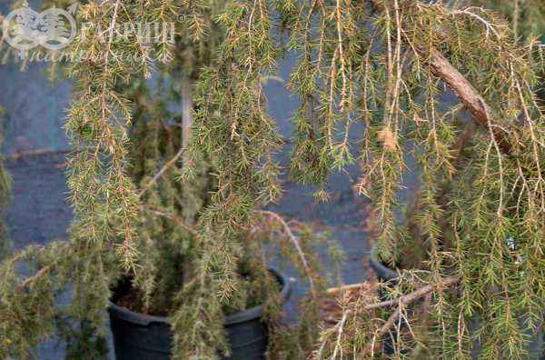 Купить можжевельник обыкновенный horstmann деревья и растения