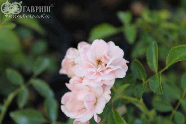саженцы Роза почвопокровная The Fairy