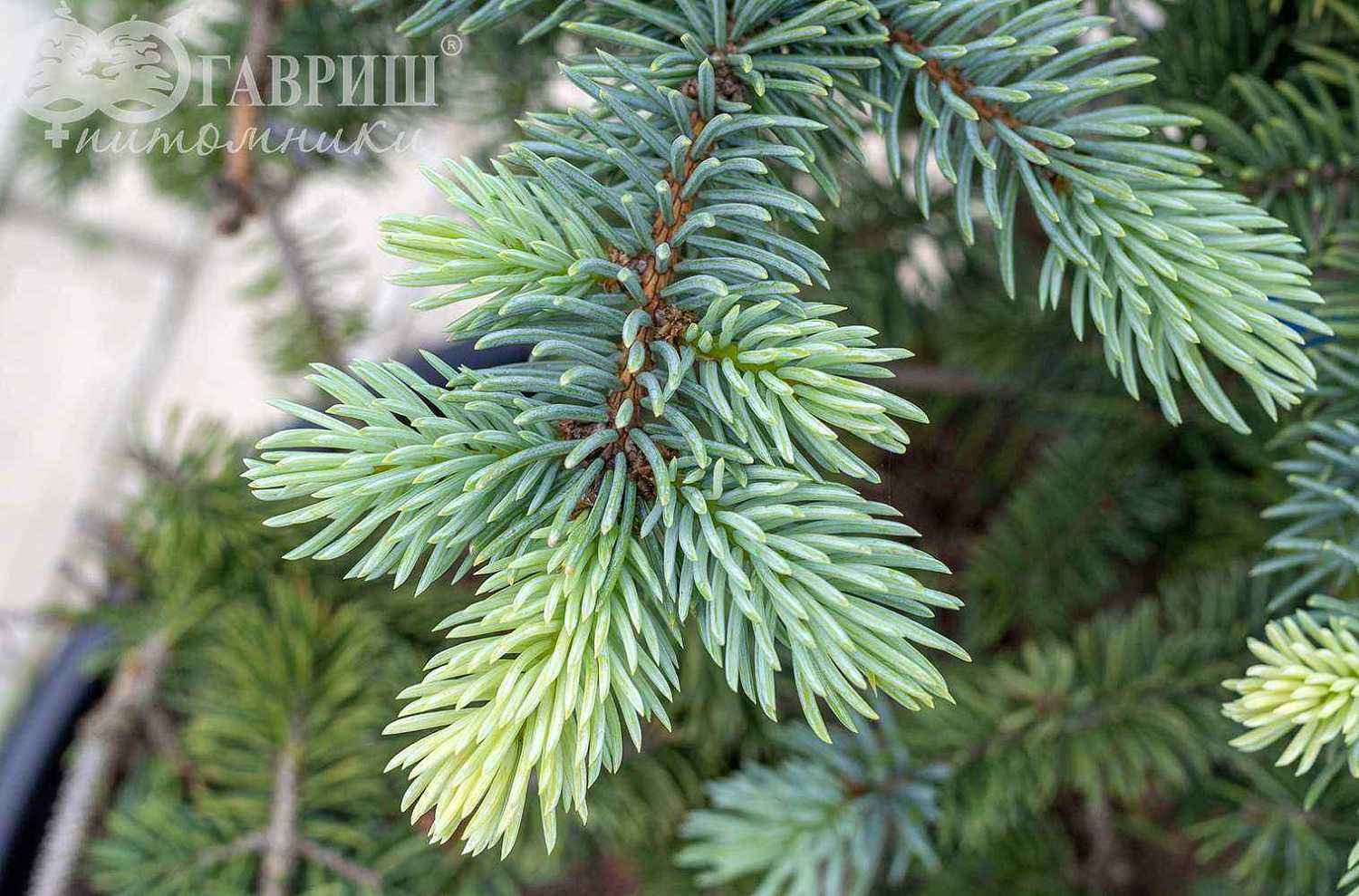 Ель колючая  Blue Trinket