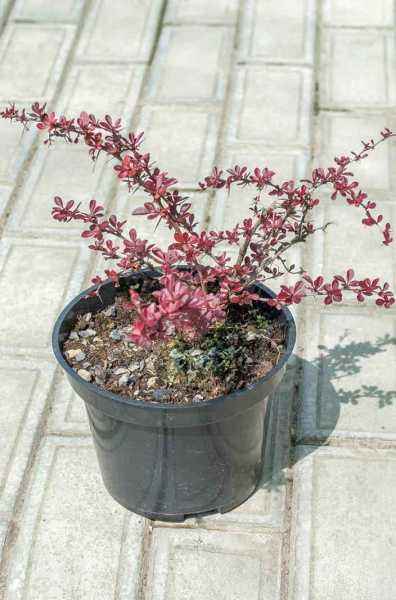 саженцы Барбарис Тунберга Carmen