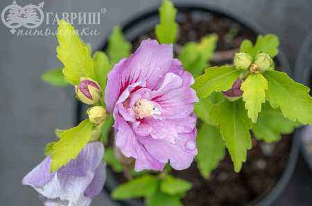 саженцы Гибискус сирийский Lavender Chiffon