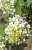 саженцы Гортензия метельчатая Grandiflora