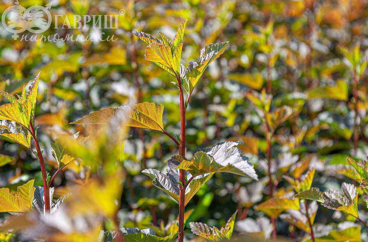 Пузыреплодник калинолистный Diabolo