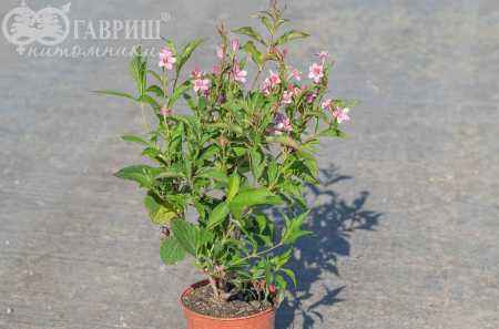 саженцы Вейгела цветущая Pink Princess