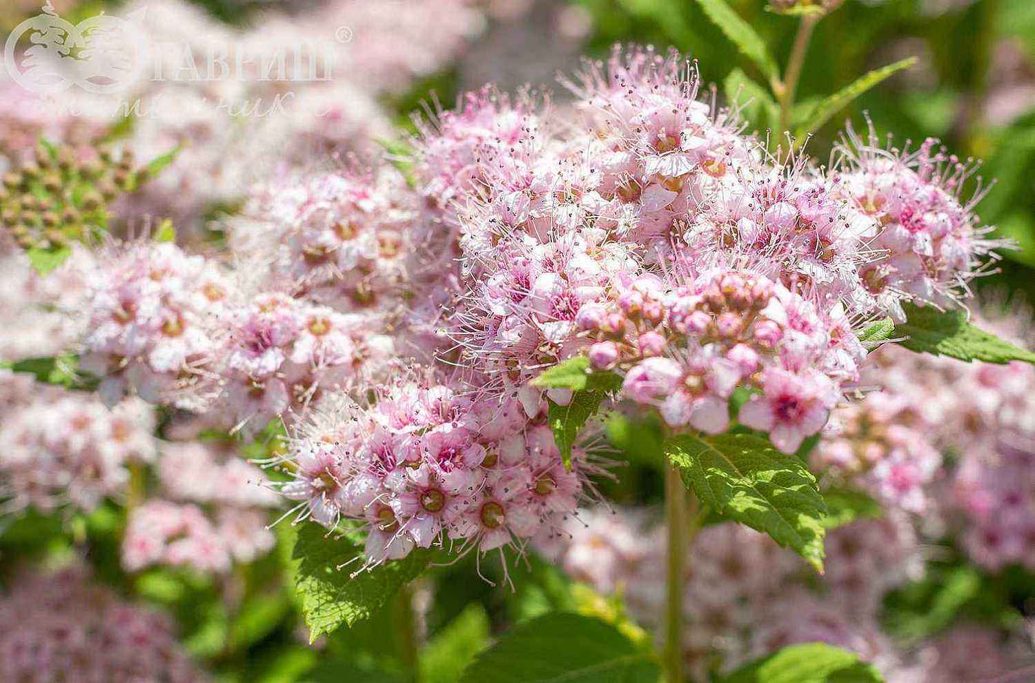Спирея японская Little Princess