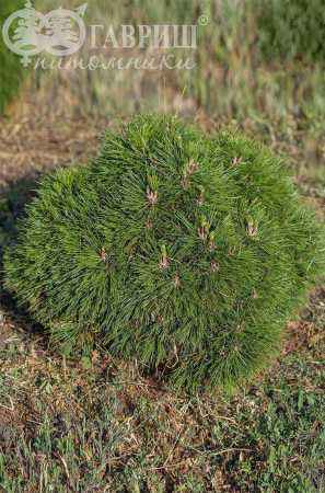 Купить сосна горная varella деревья и растения