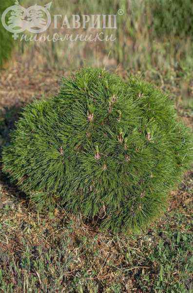 Купить сосна горная varella деревья и растения