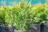 Туя западная Кубанский Изумруд