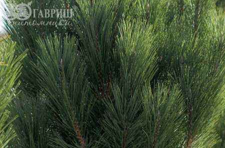 Купить сосна боснийская (гельдрейха) satellit деревья и растения