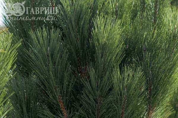 Купить сосна боснийская (гельдрейха) satellit деревья и растения