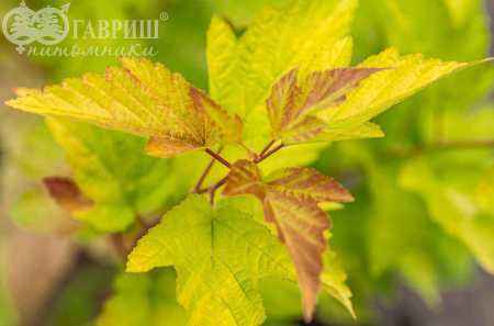 саженцы Пузыреплодник калинолистный Nugget