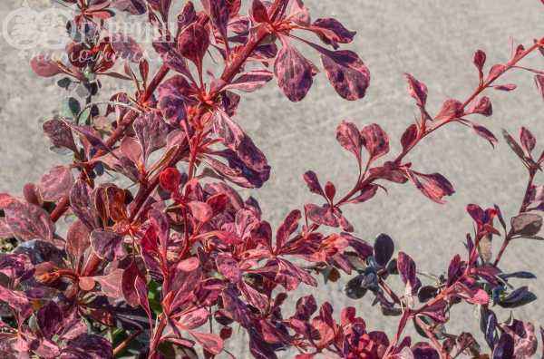 саженцы Барбарис Тунберга Harlequin