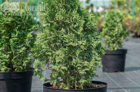 Купить туя западная miky деревья и растения