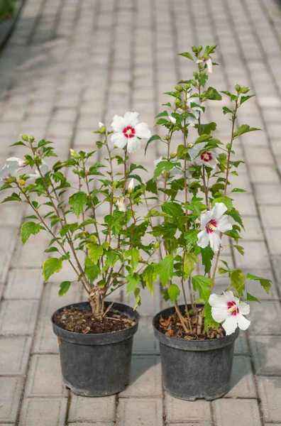 саженцы Гибискус сирийский  Red Heart