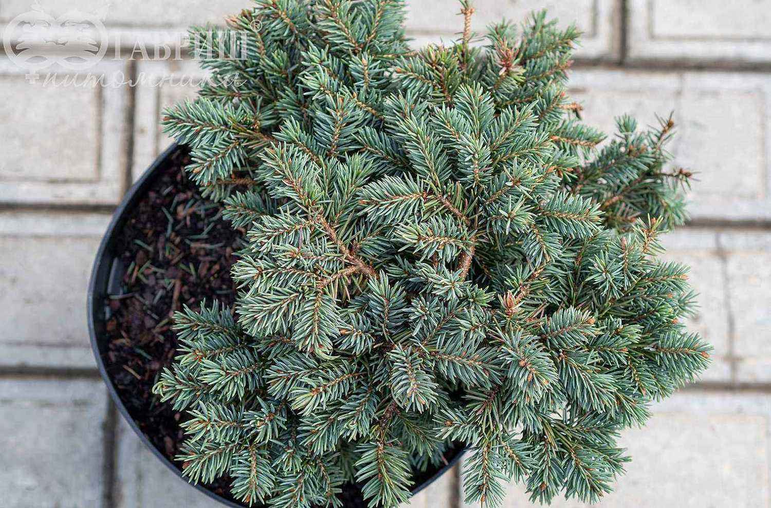 Ель колючая  Waldbrunn