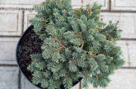 Купить ель колючая  waldbrunn деревья и растения