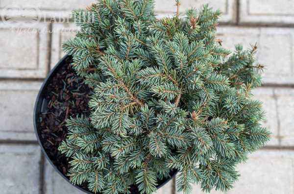 Купить ель колючая  waldbrunn деревья и растения