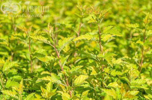 саженцы Пузыреплодник калинолистный Nugget