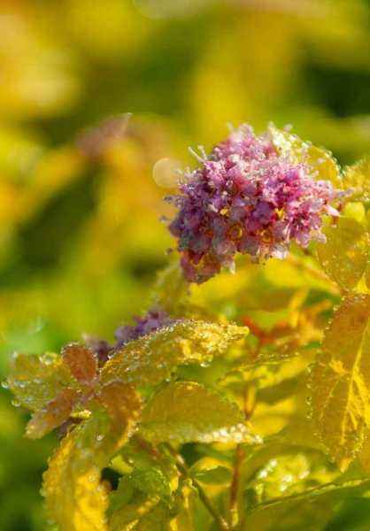 саженцы Спирея японская Goldmound