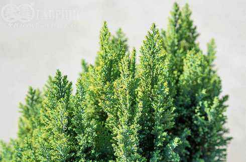 Купить кипарисовик лавсона stewartii деревья и растения