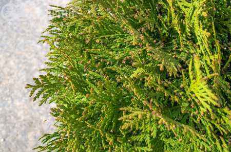 Купить туя западная danica деревья и растения