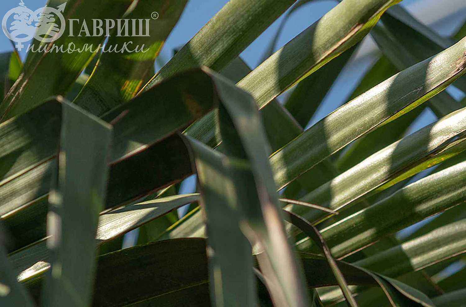 Трахикарпус Форчуна