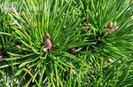 Купить сосна горная hnizdo деревья и растения
