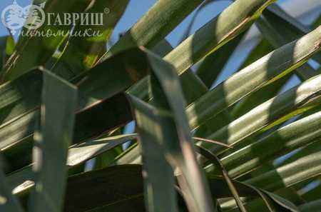 саженцы Трахикарпус Форчуна