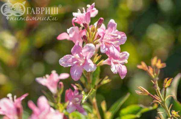 саженцы Вейгела цветущая Pink Princess