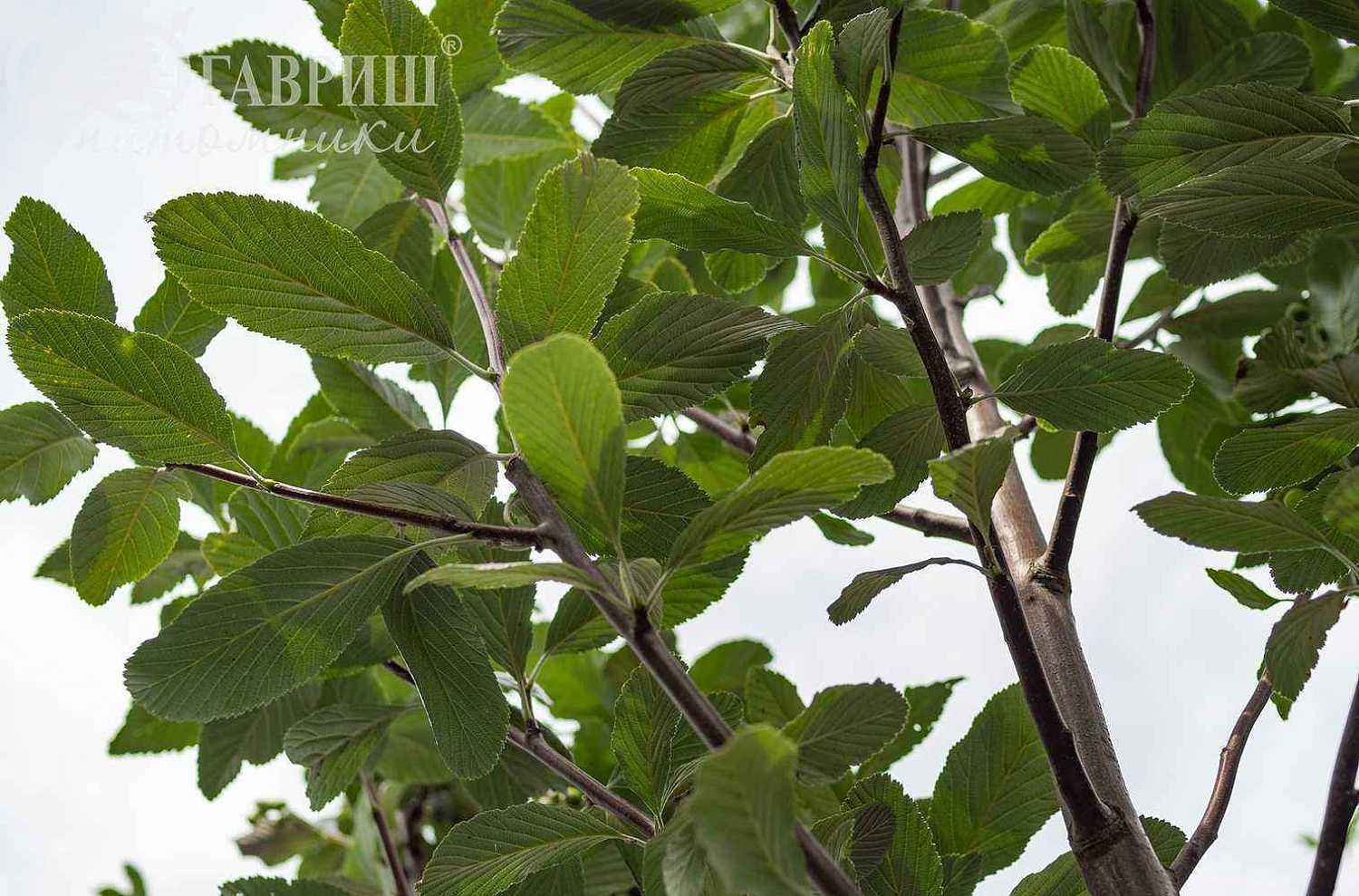 Рябина круглолистная (ария) Magnifica