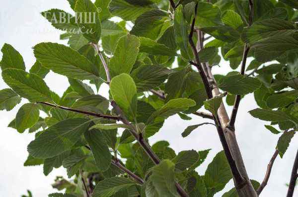 Саженцы рябина круглолистная (ария) magnifica