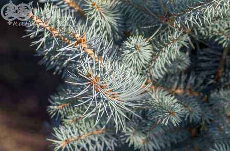 Купить ель колючая edith (edit) деревья и растения