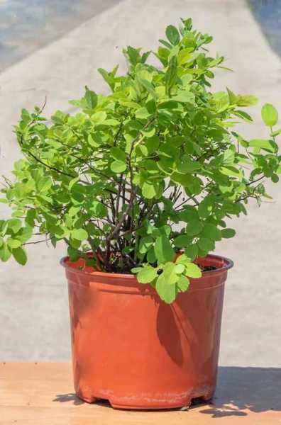 саженцы Спирея березолистная