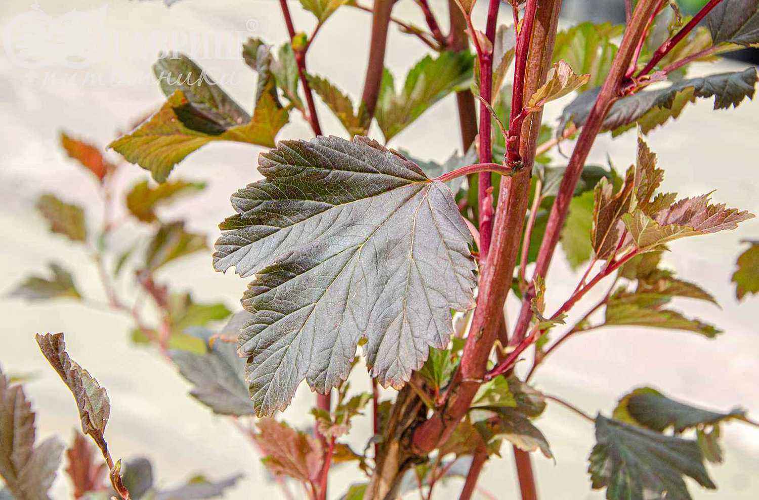 Пузыреплодник калинолистный  Summer Wine (Seward)