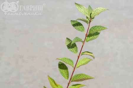 саженцы Форзиция промежуточная (корейская) Kumson