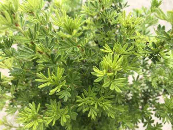 саженцы Лапчатка кустарниковая Kobold