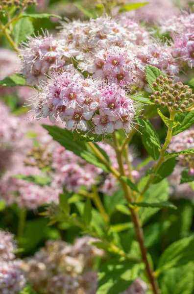 саженцы Спирея японская Little Princess