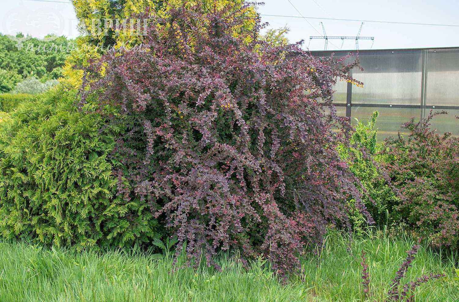 Барбарис Оттавский Superba