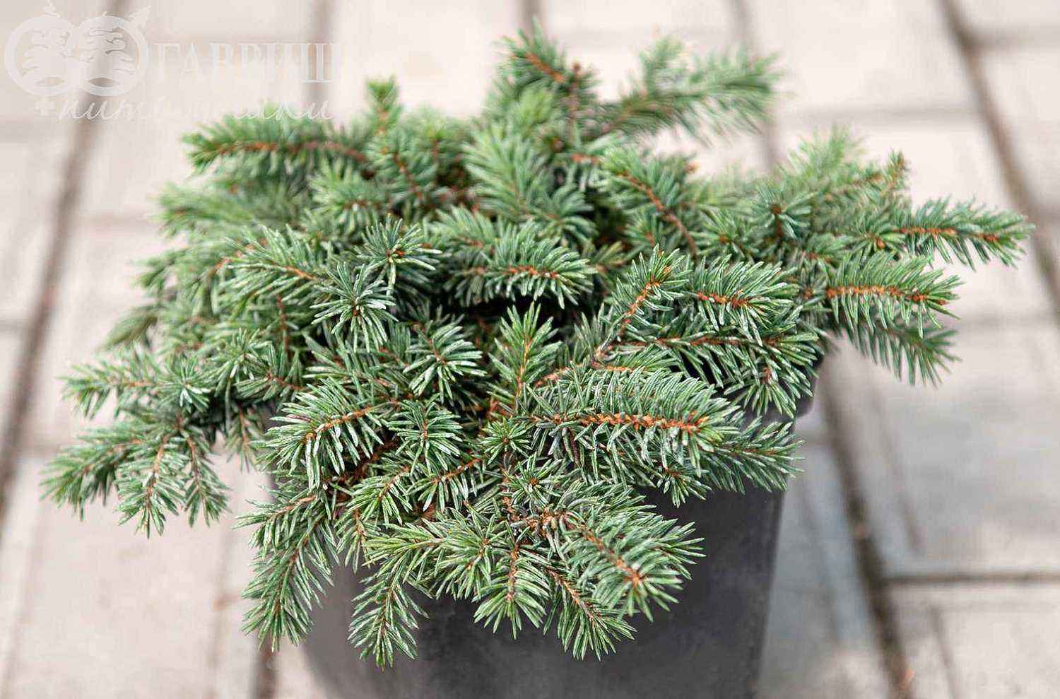 Ель колючая  Waldbrunn