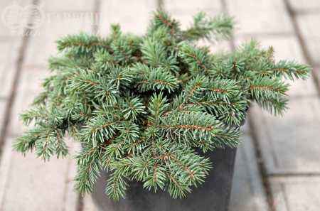 Купить ель колючая  waldbrunn деревья и растения