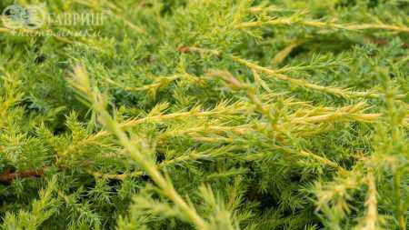 Купить можжевельник средний gold kissen деревья и растения