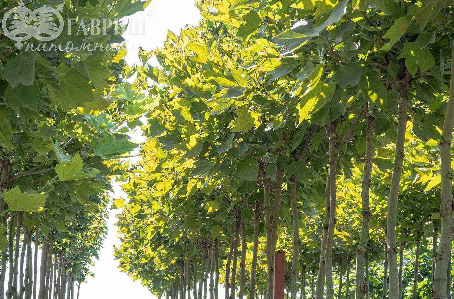 Платан кленолистный Alphen's Globe (испанский)