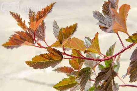 саженцы Пузыреплодник калинолистный  Summer Wine (Seward)