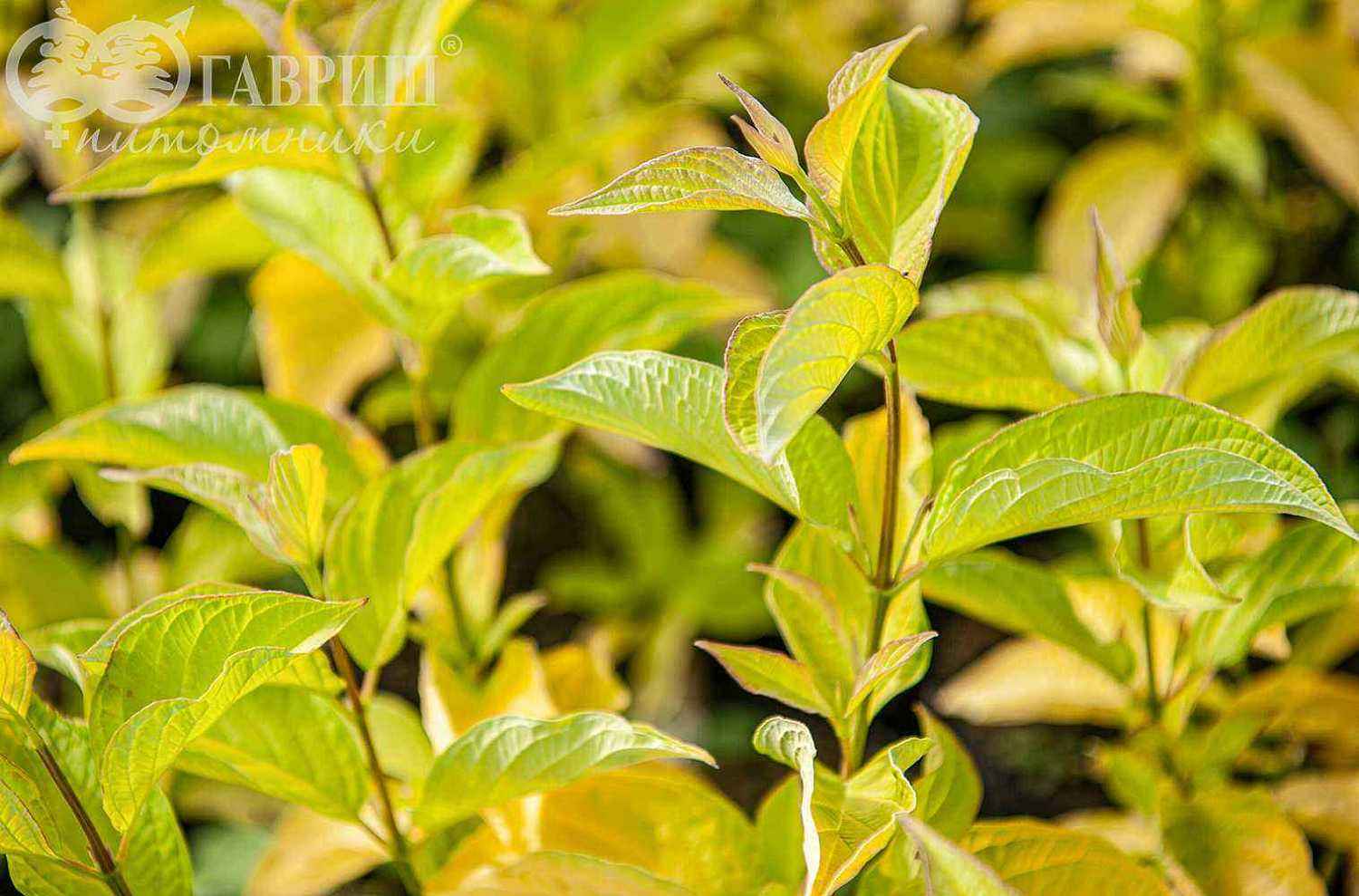 Дерен белый Aurea