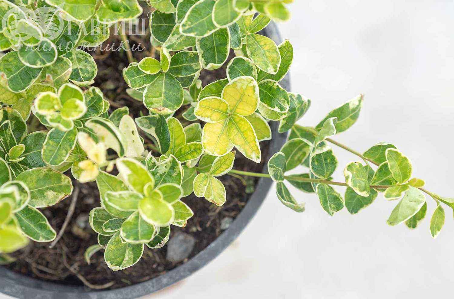 Барвинок малый Gertrude Jekyll