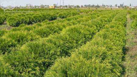 Купить туя западная woodwardii деревья и растения