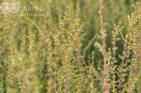 Купить можжевельник обыкновенный arnold деревья и растения