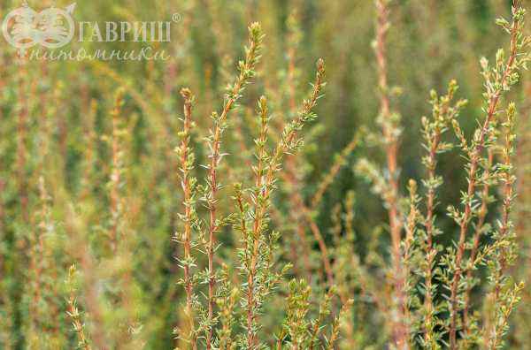 Купить можжевельник обыкновенный arnold деревья и растения